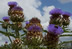 Cardoon